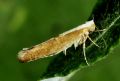 Argyresthia semitestacella